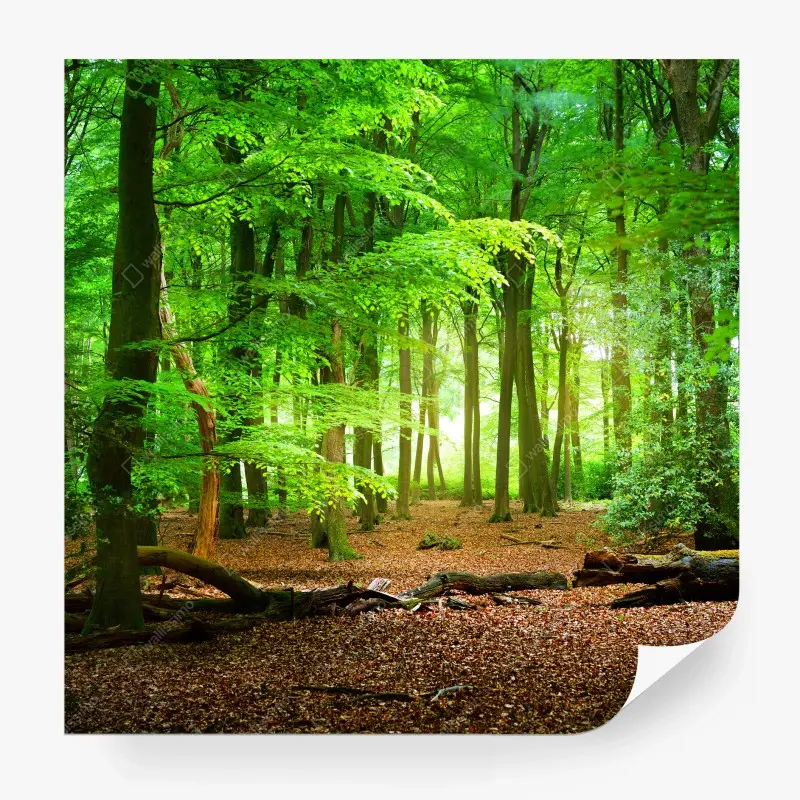 Fototapete sonnendurchfluteter grüner wald