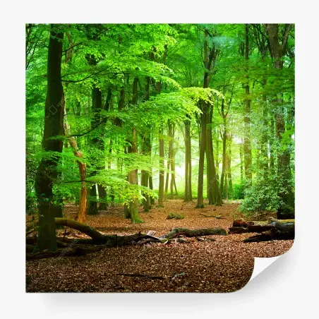 Fototapete sonnendurchfluteter grüner wald – Pixers®