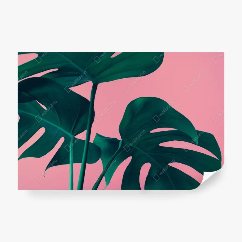 Fototapete tropische monstera-blätter vor rosa hintergrund