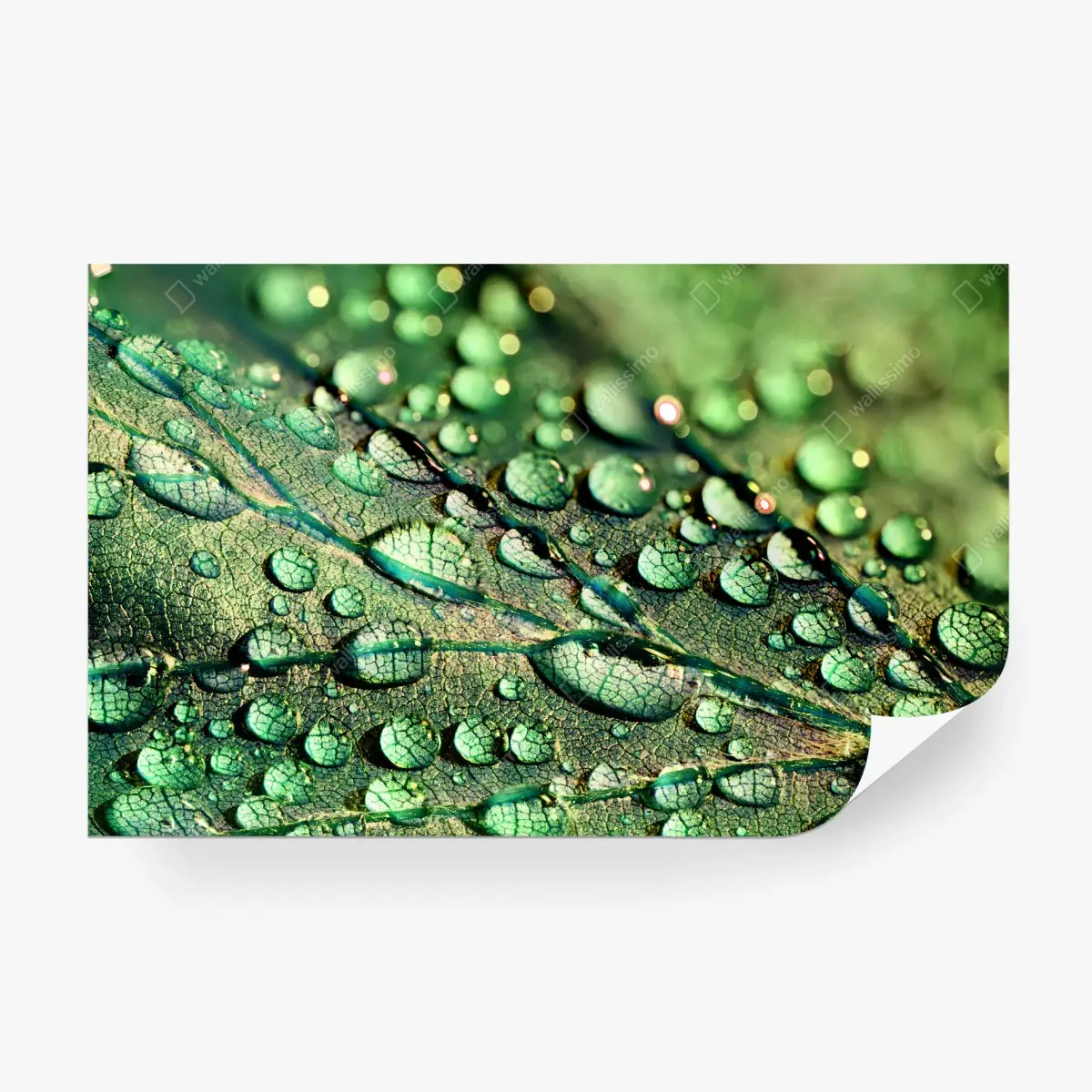 Fototapete grünes blatt mit tau in nahaufnahme – Pixers®