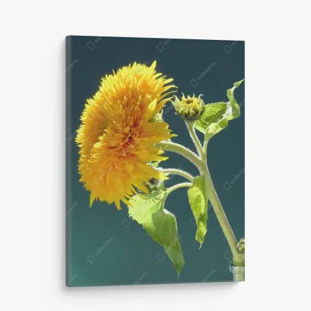 Leinwandbild goldene sonnenblume vor türkisgrünem hintergrund – Pixers®