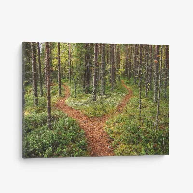 Leinwandbild ruhiger waldpfad im kiefernwald