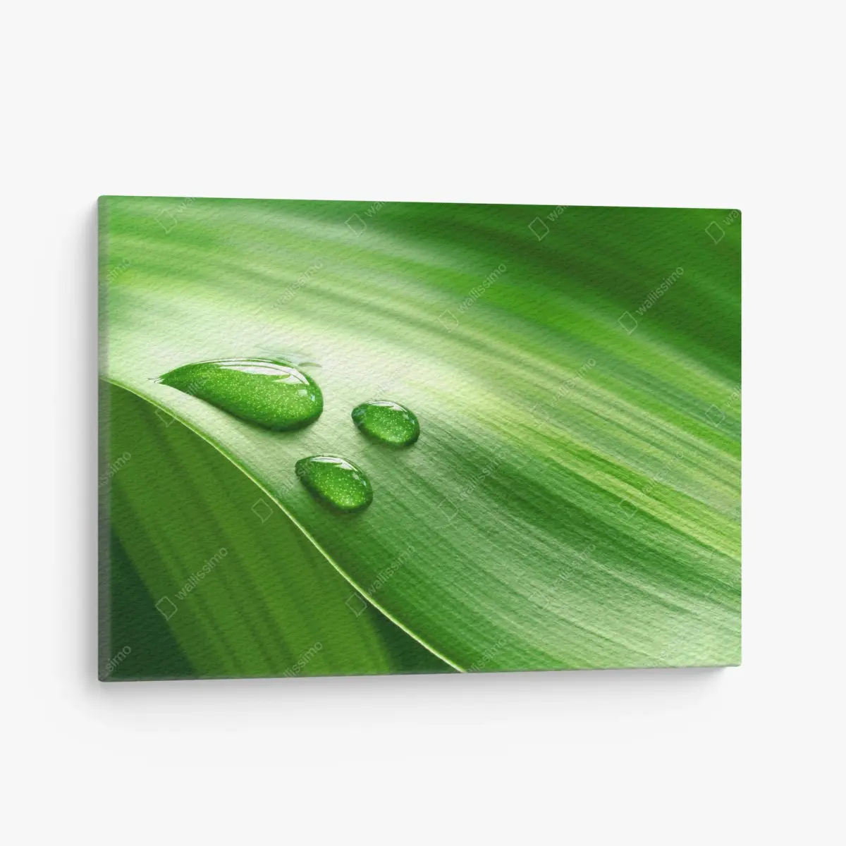 Leinwandbild frisches grünes blatt mit tauperlen – Pixers®