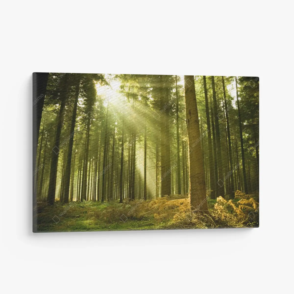 Leinwandbild sonnenbeschienener kiefernwald – Pixers®