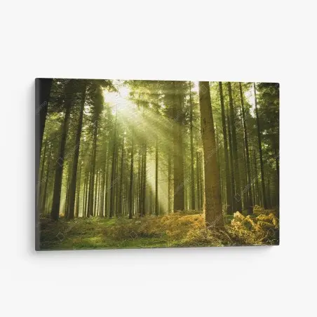 Leinwandbild sonnenbeschienener kiefernwald – Pixers®