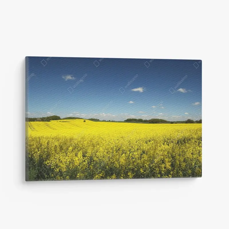 Leinwandbild weites gelbes rapsfeld unter blauem himmel