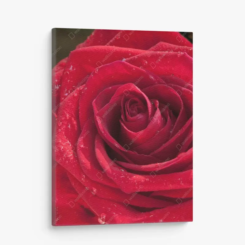 Leinwandbild rote rose nahaufnahme mit wassertropfen