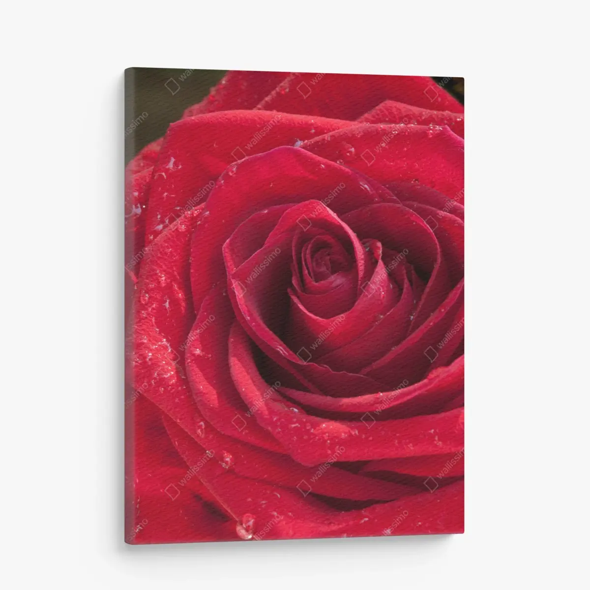 Leinwandbild rote rose nahaufnahme mit wassertropfen – Pixers®