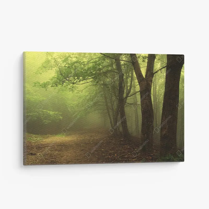 Leinwandbild nebliger waldweg im grünen