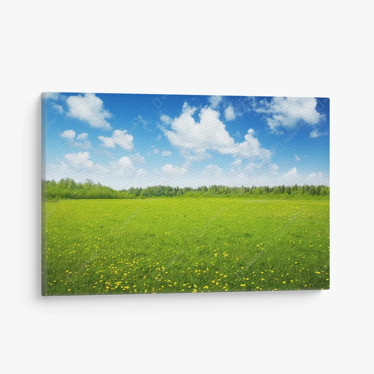Leinwandbild sonnige wiese mit löwenzahn und blauem himmel – Pixers®