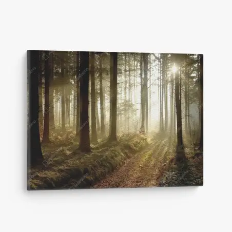 Leinwandbild sonniger waldpfad im morgennebel – Pixers®