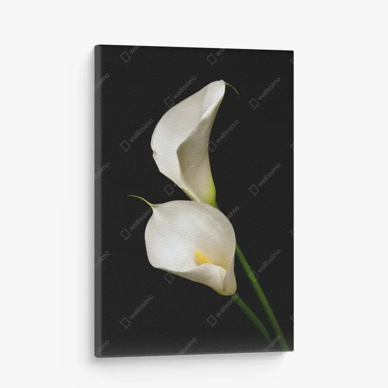 Leinwandbild elegante weiße calla auf schwarzem hintergrund