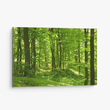 Leinwandbild üppiger grüner wald – Pixers®