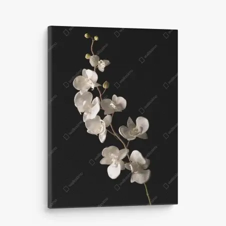 Leinwandbild zarte weiße orchidee auf schwarzem hintergrund – Pixers®