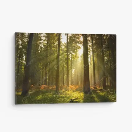 Leinwandbild goldener wald bei dämmerung – Pixers®