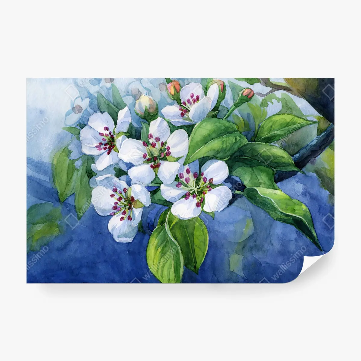 Fototapete BIRNE BLÜTE AQUARELL FRÜHLING NATUR FÜR WOHNZIMMER – Pixers®