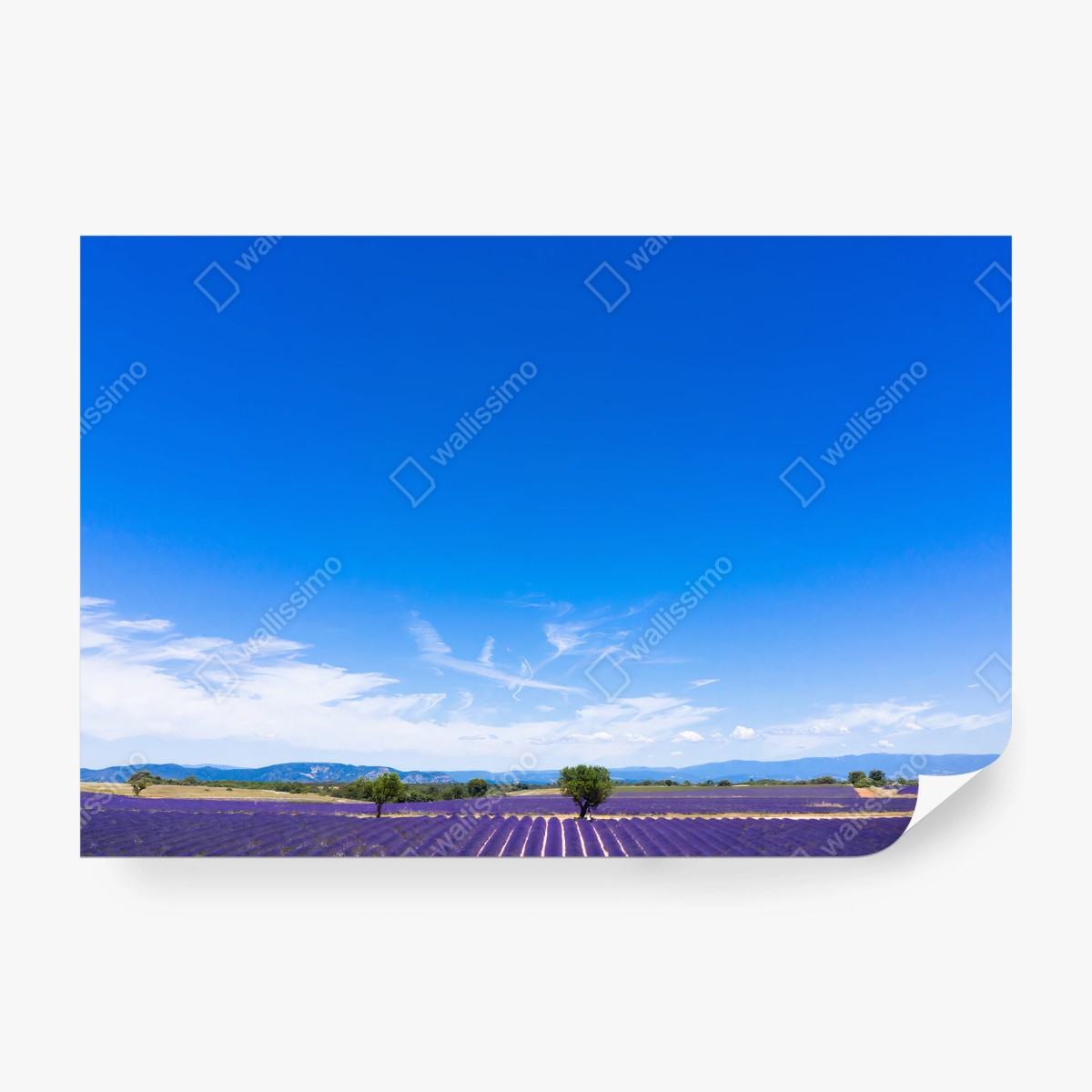 Fototapete LAVENDEL FELDER PROVENCE BLAU SOMMER FÜR WOHNZIMMER – Pixers®