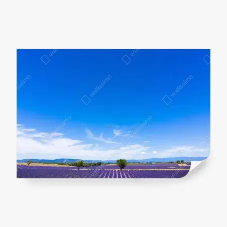 Fototapete LAVENDEL FELDER PROVENCE BLAU SOMMER FÜR WOHNZIMMER – Pixers®