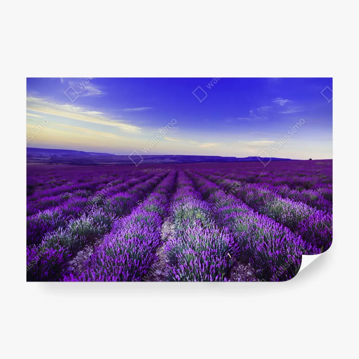Fototapete LAVENDEL FELD SONNE LILA WIESE FÜR SCHLAFZIMMER – Pixers®