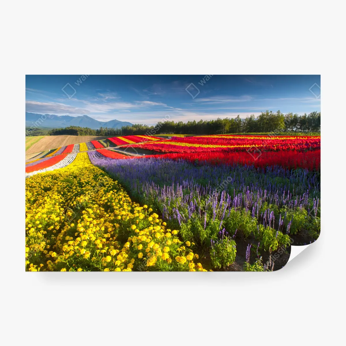 Fototapete BLUMEN FELD BUNT LANDSCHAFT NATUR FÜR WOHNZIMMER – Pixers®