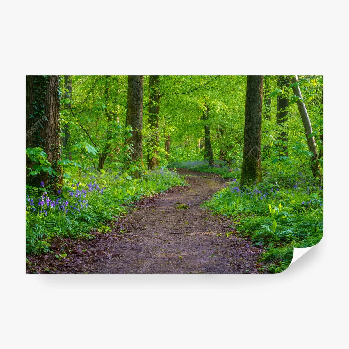 Fototapete WALD PFAD BÄUME GRÜN BLAU FÜRS WOHNZIMMER – Pixers®