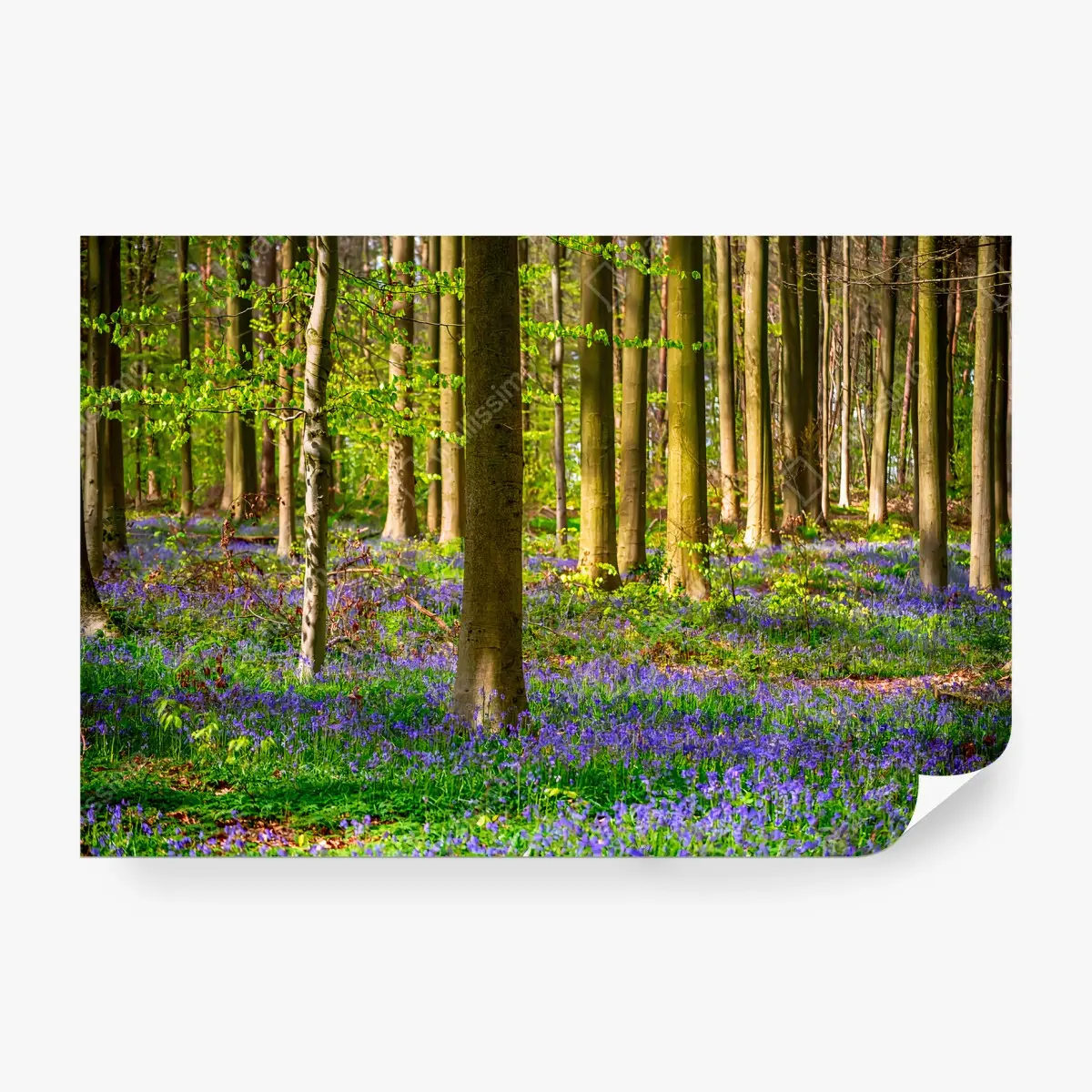 Fototapete WALD BLAUSTERN FRÜHLING NATUR BÄUME FÜR WOHNZIMMER – Pixers®