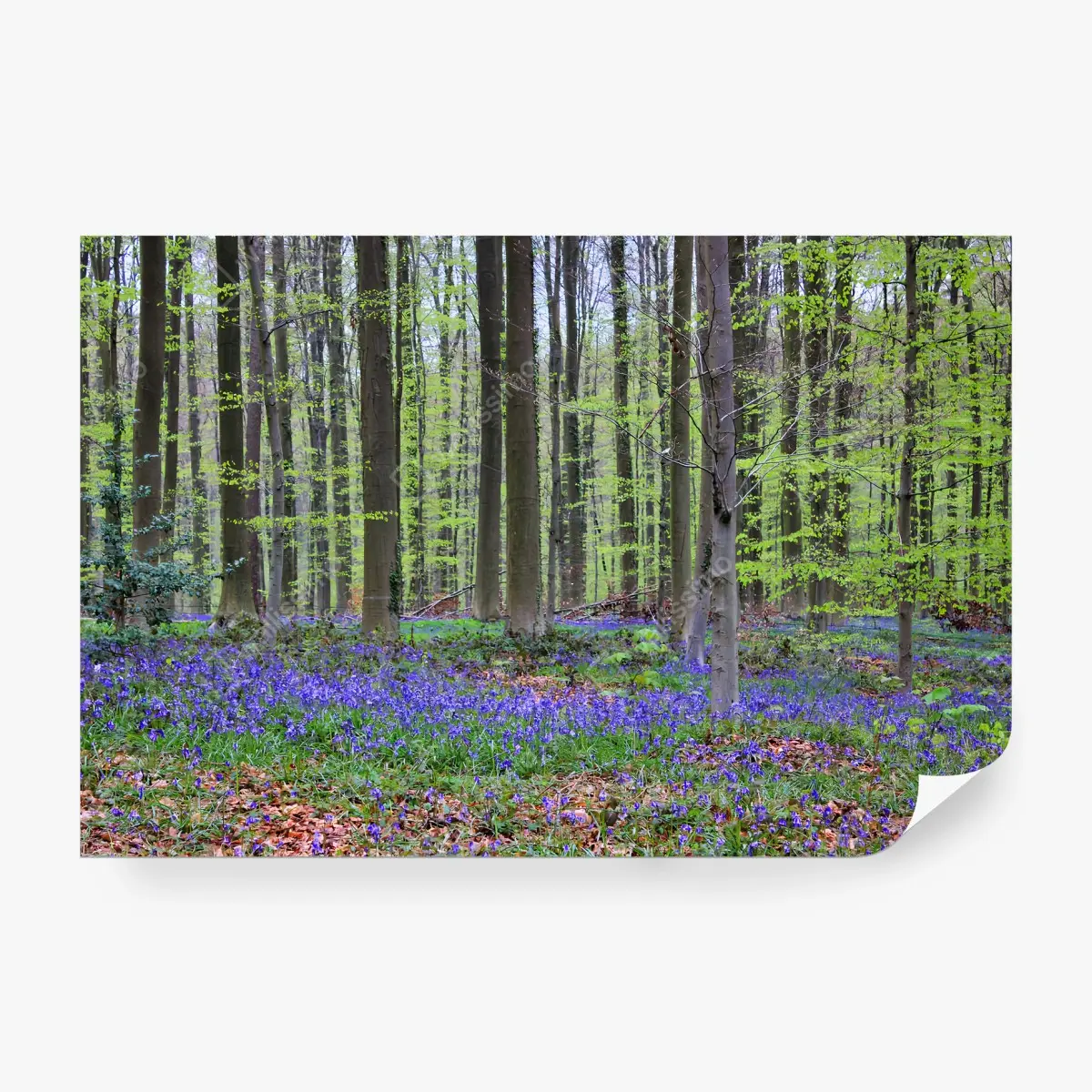 Fototapete WALD BLAU FRÜHLING BÄUME NATUR FÜRS WOHNZIMMER – Pixers®