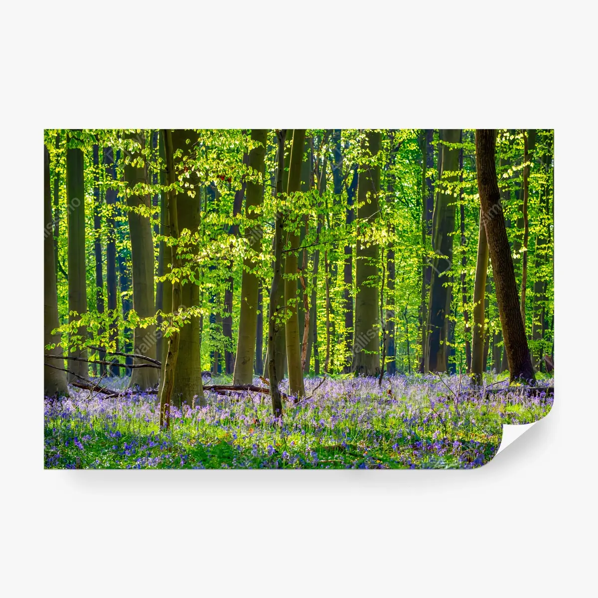 Fototapete WALD GRÜN BÄUME BLUMEN FRÜHLING FÜR WOHNZIMMER – Pixers®