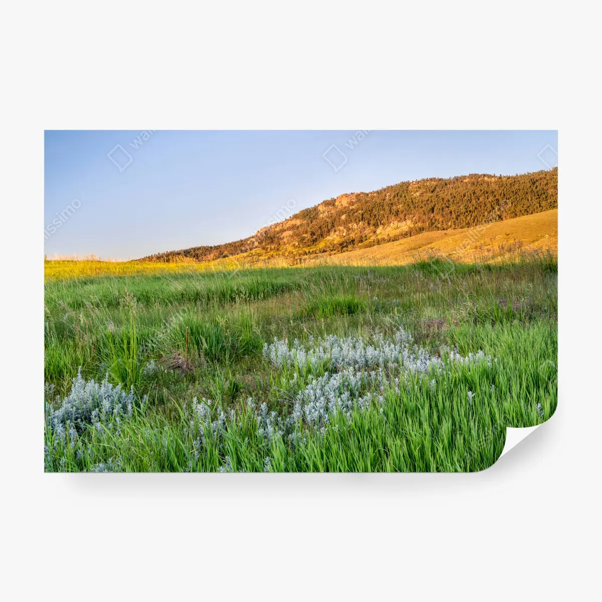 Fototapete BERGE WIESE GRAS ABENDSONNE COLORADO FÜR WOHNZIMMER – Pixers®