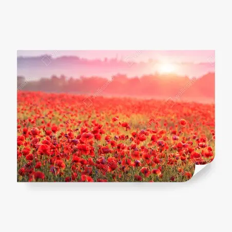 Fototapete ROTER MOHN FELD WIESE SONNE FÜR WOHNZIMMER – Pixers®