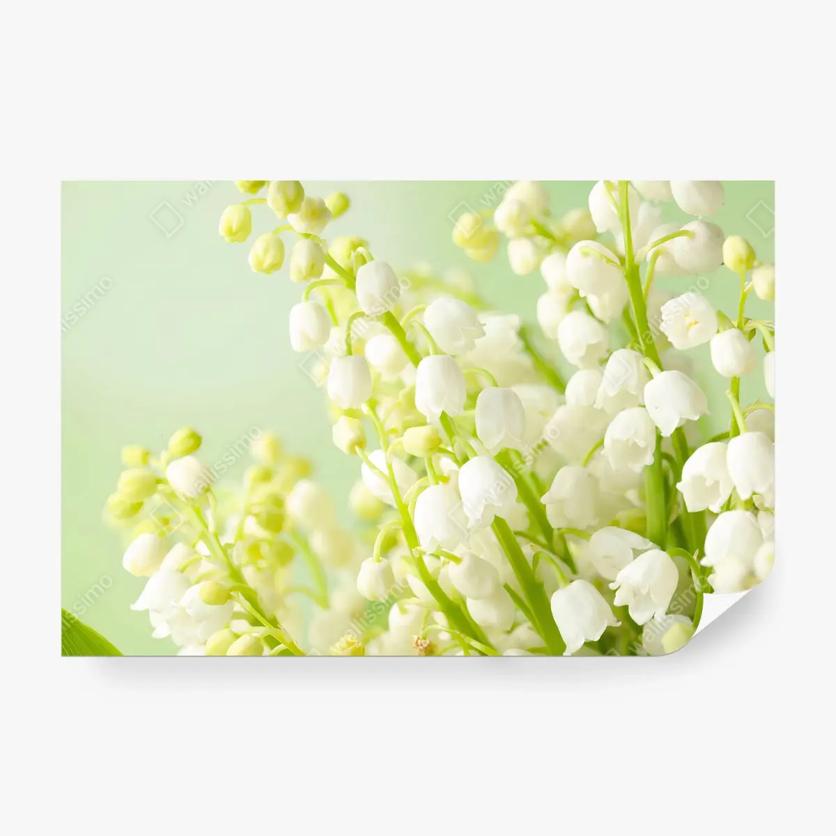 Fototapete LILIE WEISS BLUME ZART NATUR FÜR SCHLAFZIMMER – Pixers®