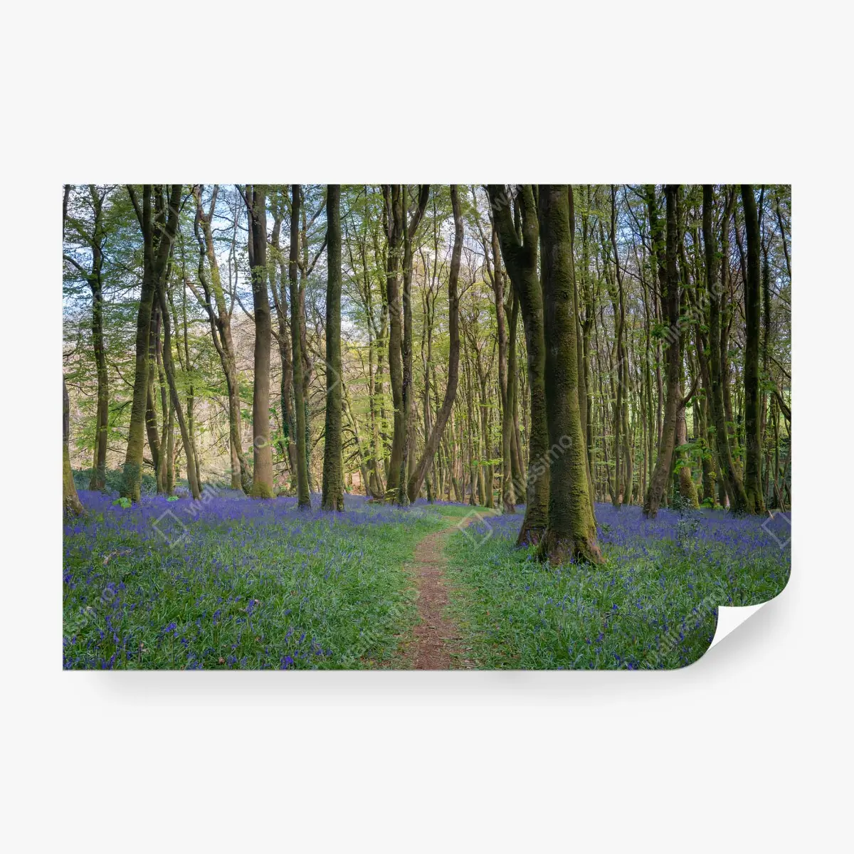 Fototapete WALD BLAU BLUMEN NATUR FRÜHLING WEG FÜR WOHNZIMMER – Pixers®