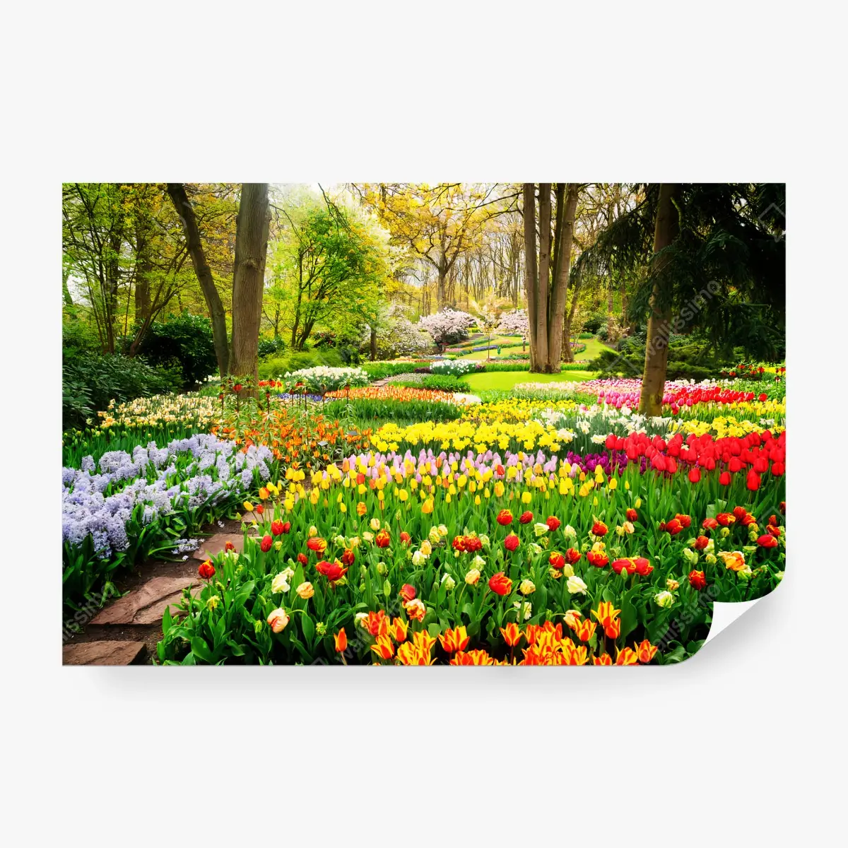 Fototapete TULPEN FRÜHLING GARTEN BLUMEN BUNT FÜR WOHNZIMMER – Pixers®