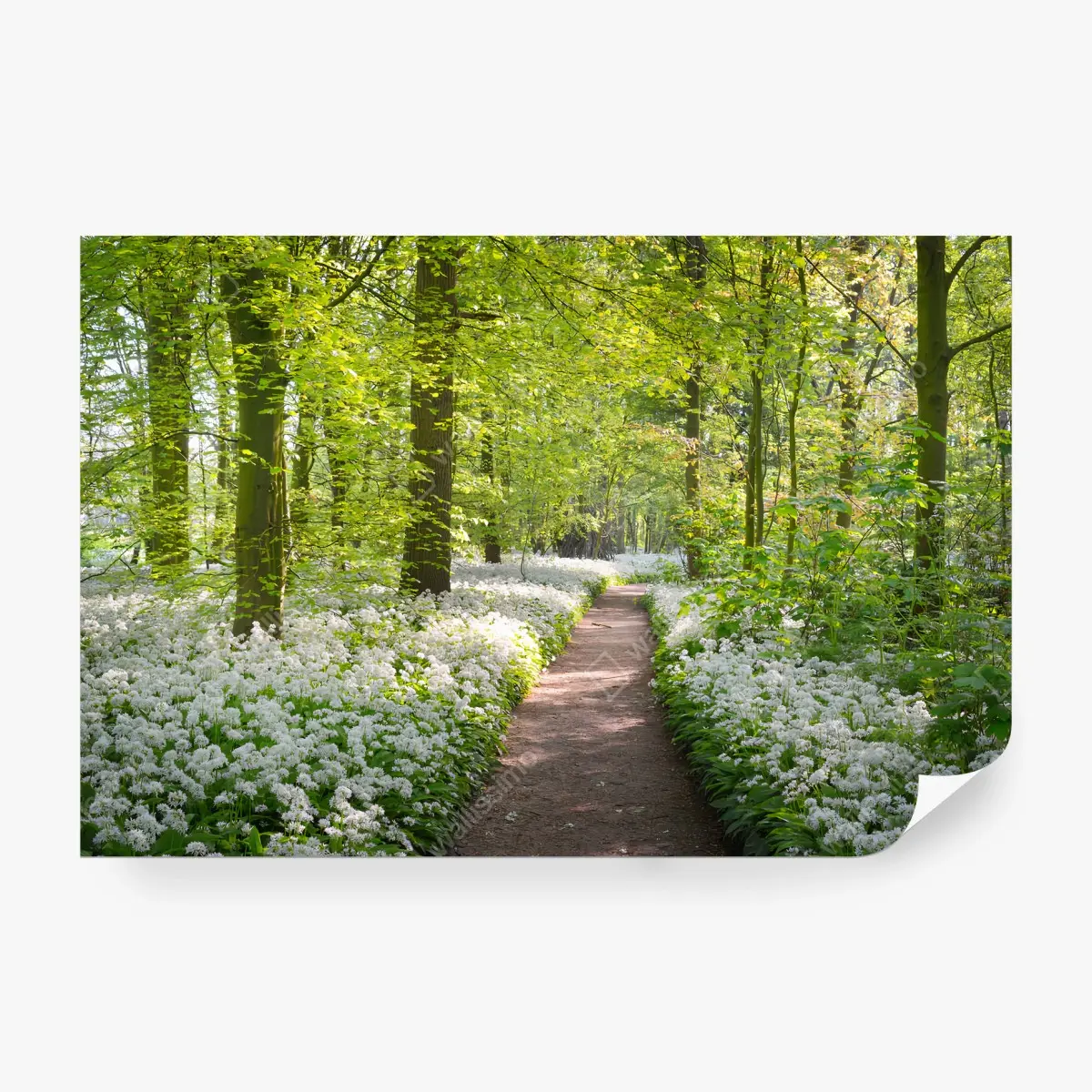 Fototapete WALD WEG FRÜHLING BLUMEN NATUR FÜR WOHNZIMMER – Pixers®