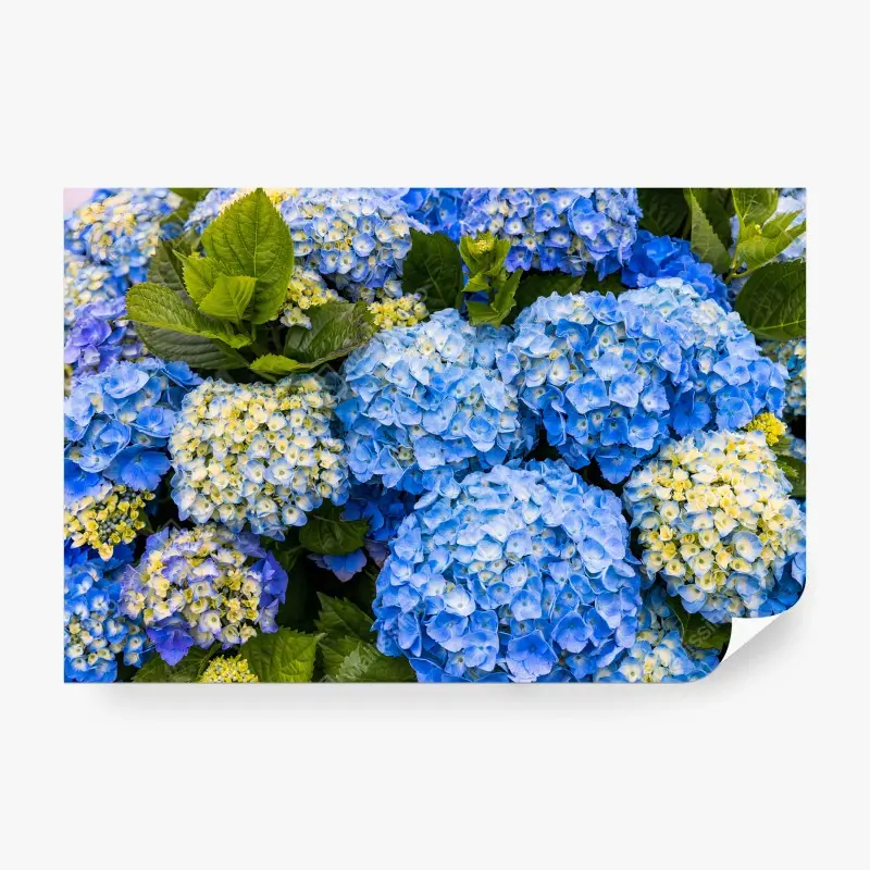 Fototapete BLAUE HORTENSIE BLUMEN GARTEN NATUR FÜR WOHNZIMMER