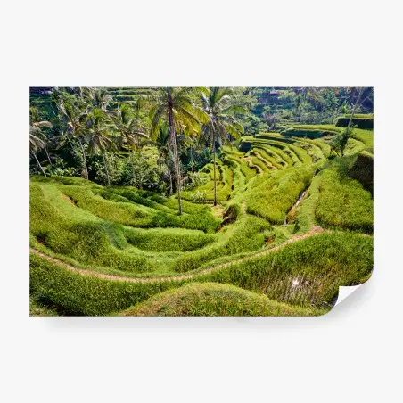 Fototapete BALI REIS TERRASSEN TEGALLALANG GRÜN FÜR WOHNZIMMER – Pixers®