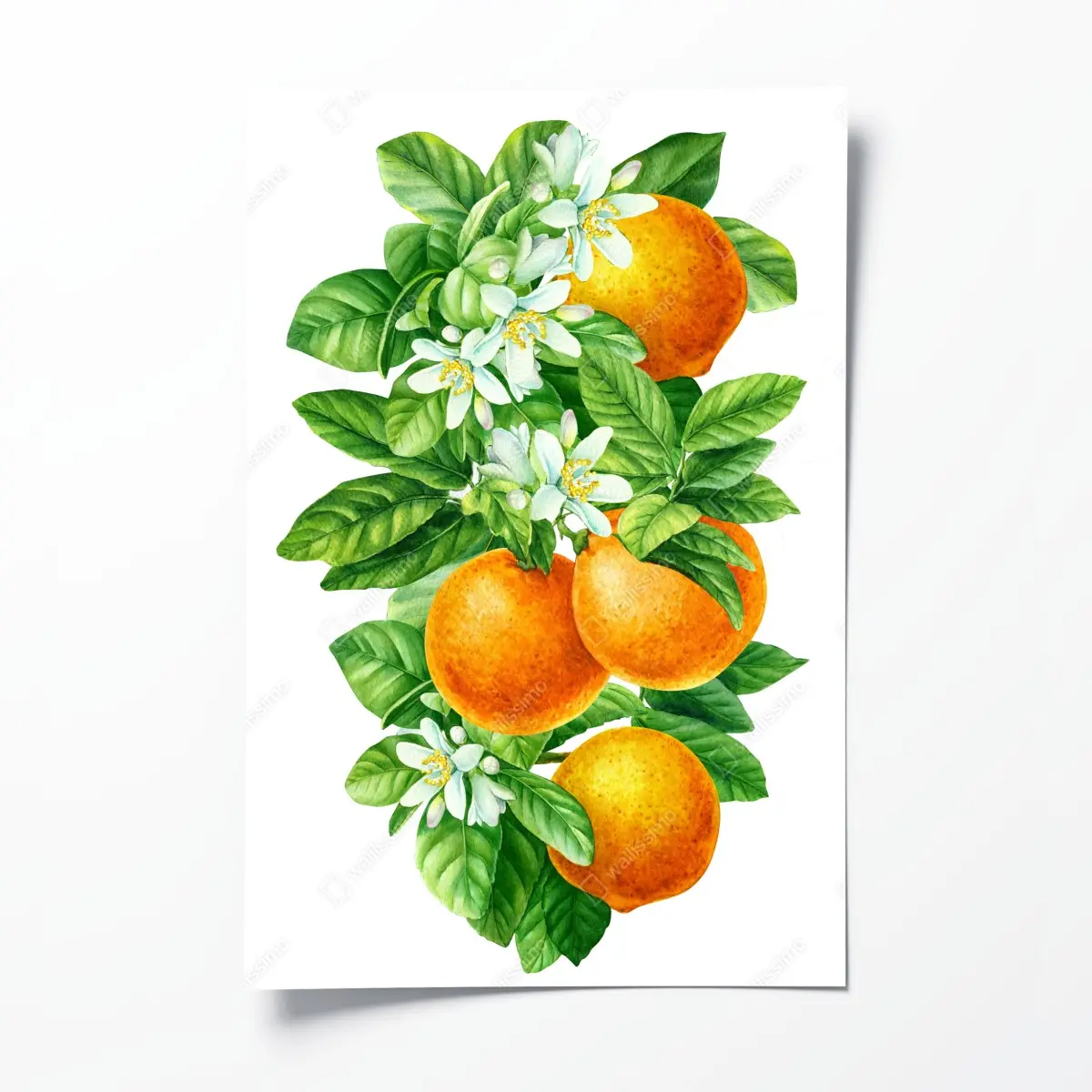 Poster zitrusblüten und reife orangen – Pixers®