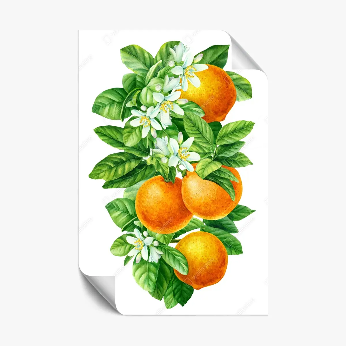 Poster zitrusblüten und reife orangen – Pixers®