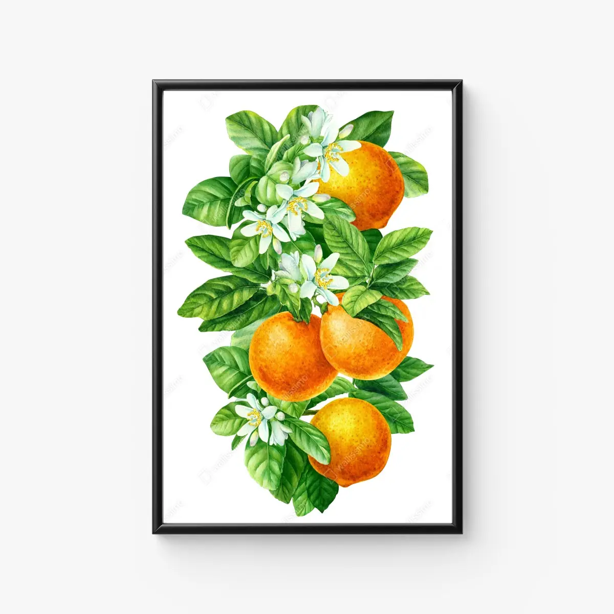 Poster zitrusblüten und reife orangen – Pixers®