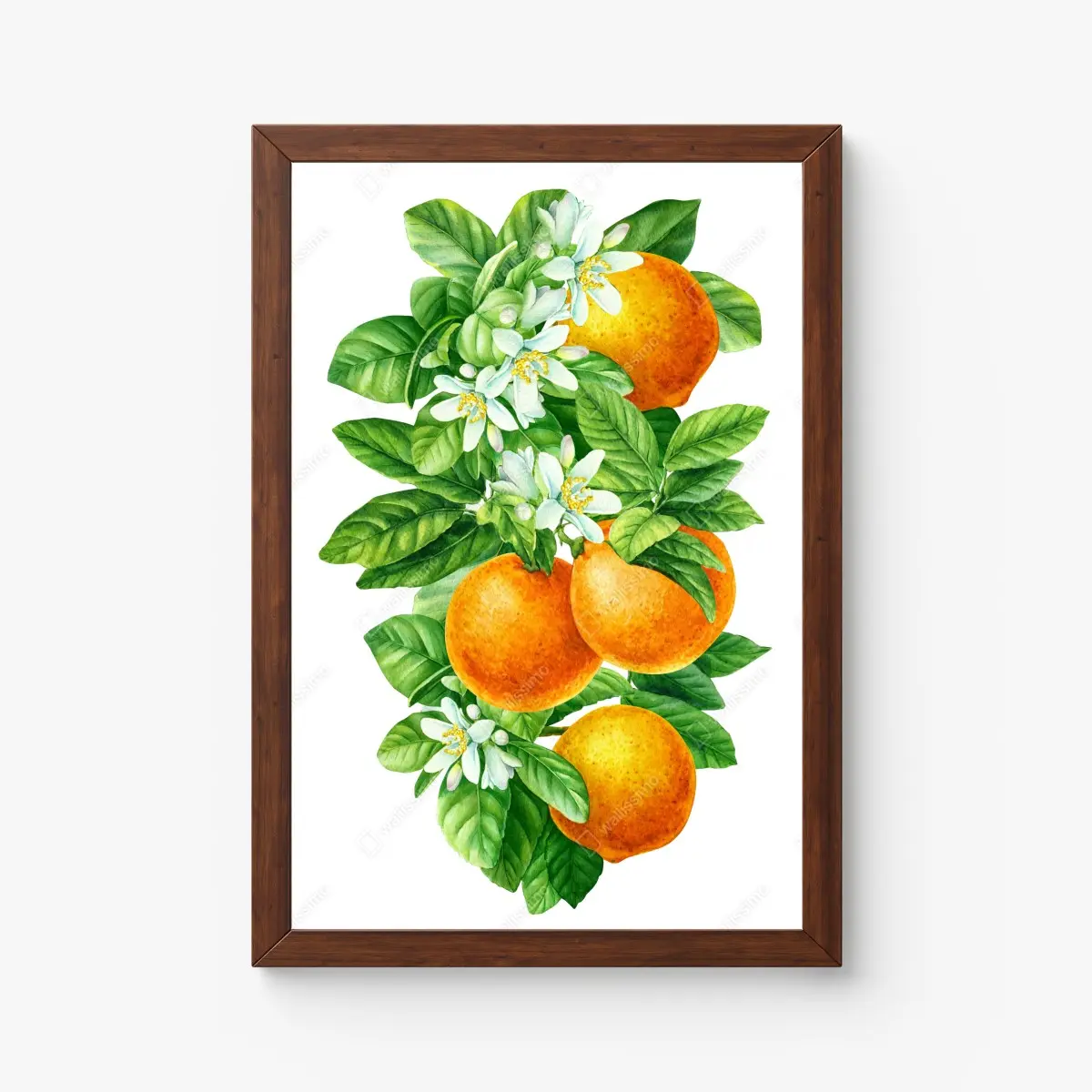 Poster zitrusblüten und reife orangen – Pixers®