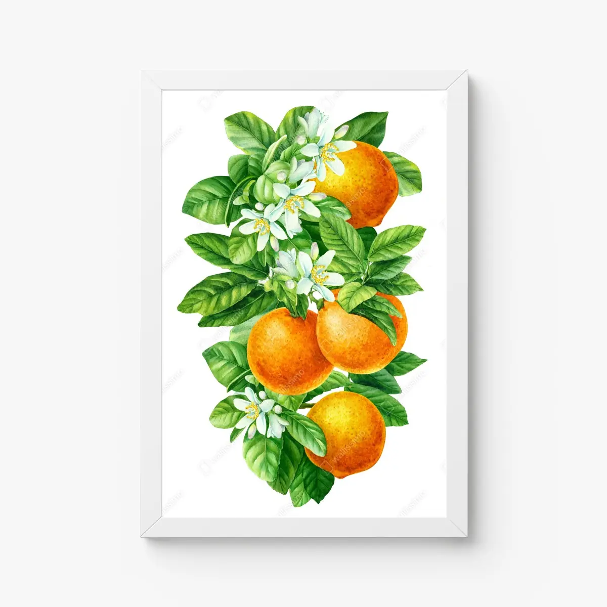 Poster zitrusblüten und reife orangen – Pixers®