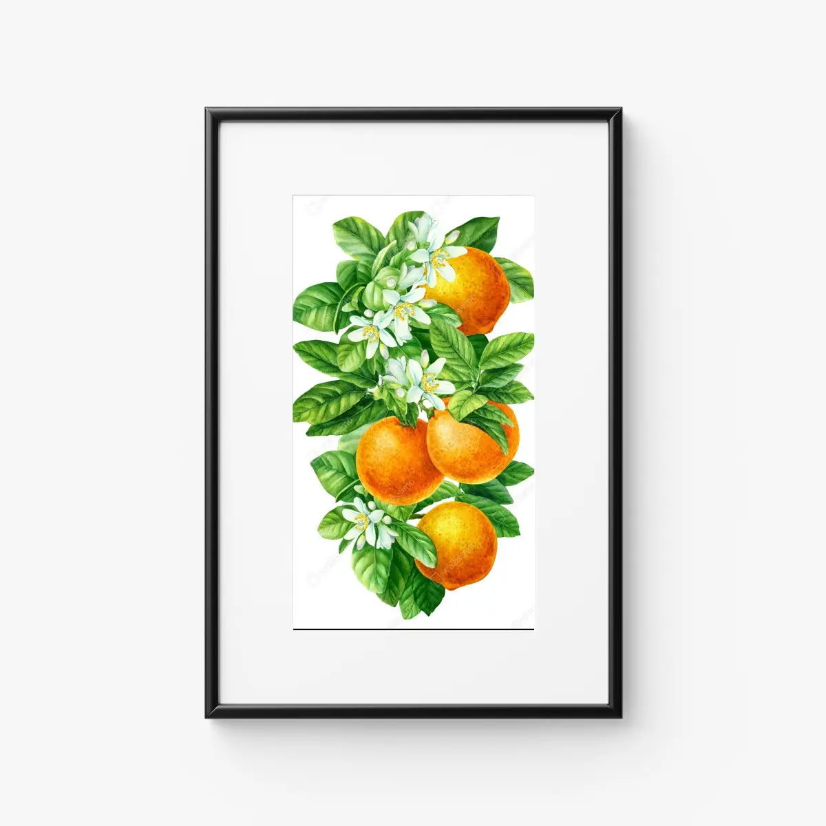 Poster zitrusblüten und reife orangen – Pixers®