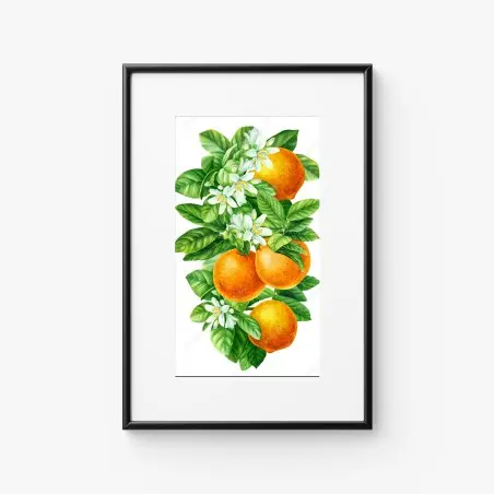 Poster zitrusblüten und reife orangen – Pixers®