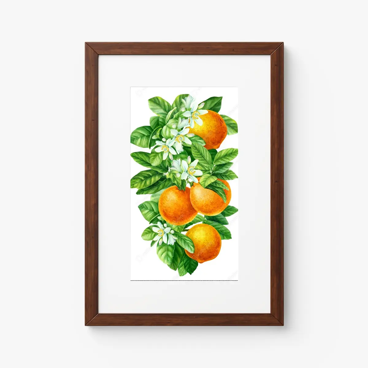 Poster zitrusblüten und reife orangen – Pixers®