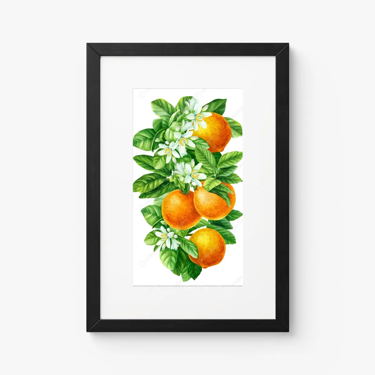 Poster zitrusblüten und reife orangen – Pixers®