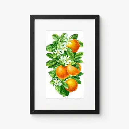 Poster zitrusblüten und reife orangen – Pixers®