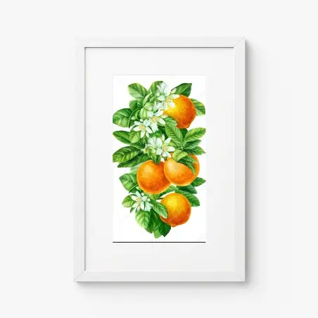 Poster zitrusblüten und reife orangen – Pixers®