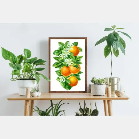 Poster zitrusblüten und reife orangen – Pixers®