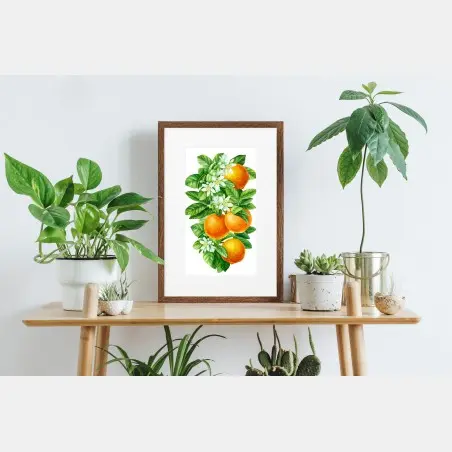 Poster zitrusblüten und reife orangen – Pixers®