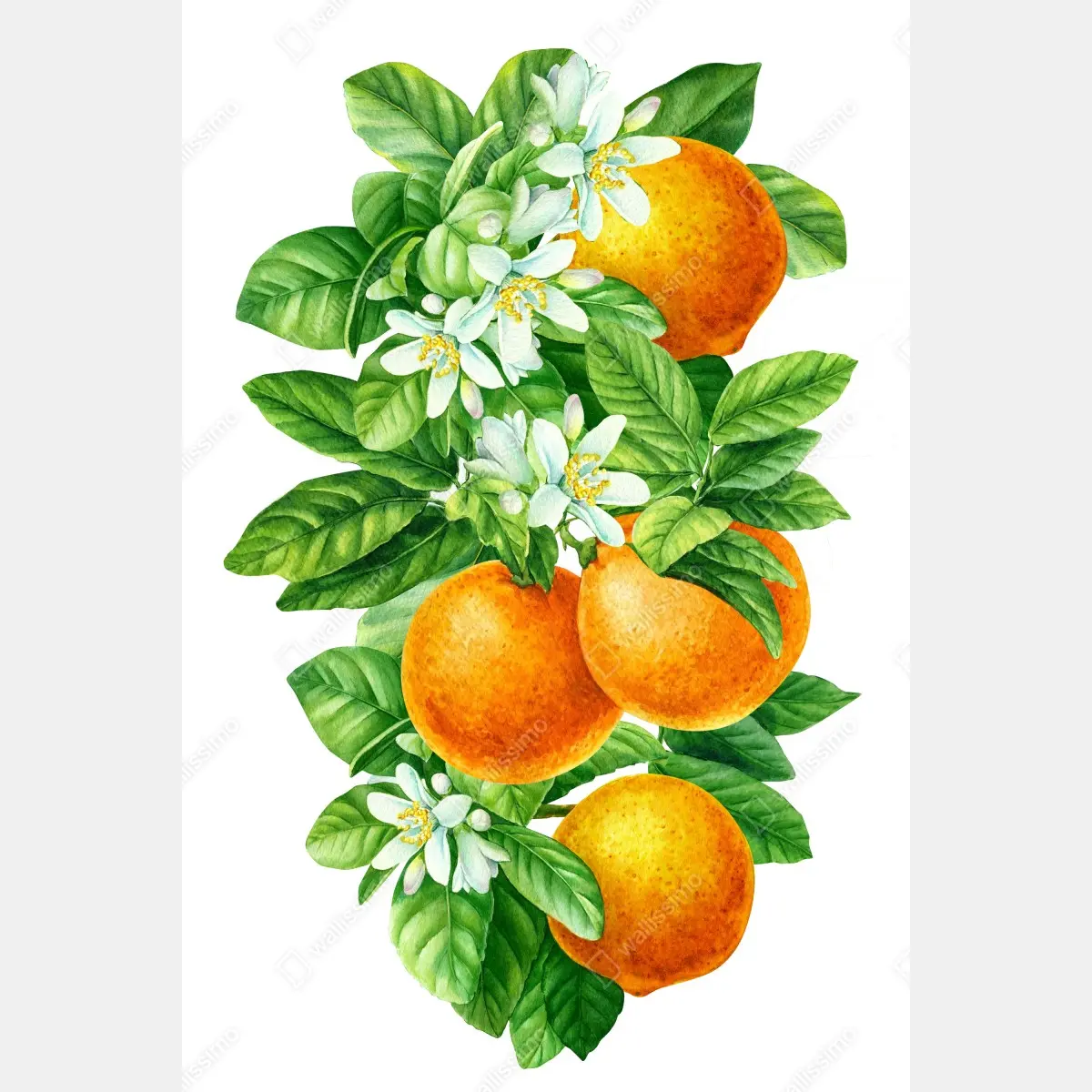 Poster zitrusblüten und reife orangen – Pixers®